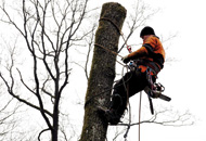 Abattage et élagage